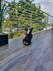 Malla de Seguridad - Malla para Perros