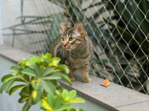 Malla de Seguridad - Malla Protectora para Gatos